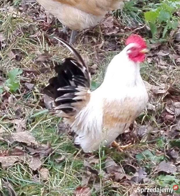 Kury bantamki i seramki pomorskie Brusy