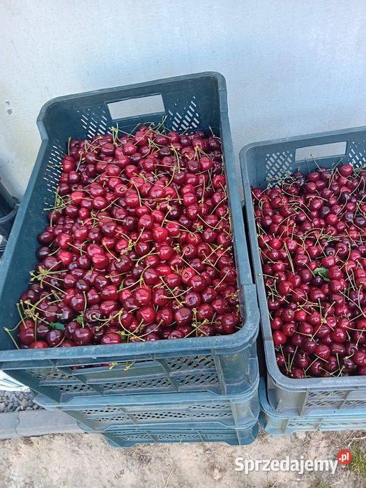 sprzedam czereśnie świętokrzyskie Busko-Zdrój sprzedam