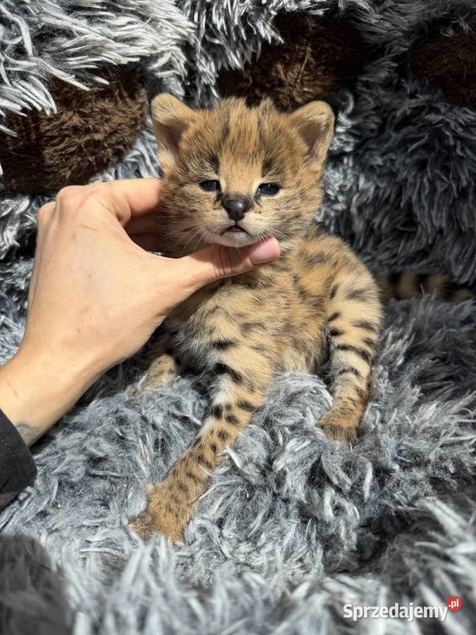 Samica serwal małopolskie Kraków