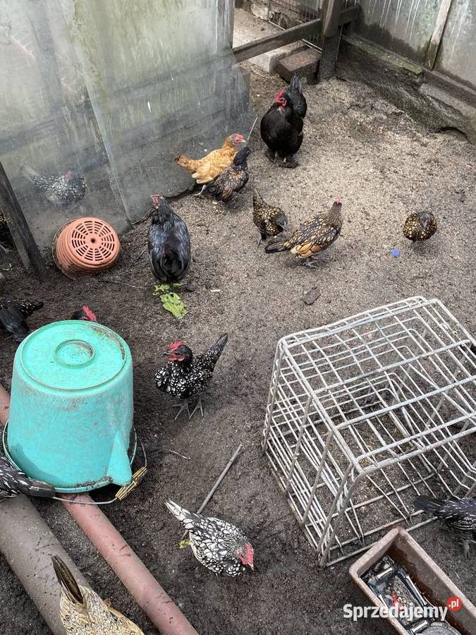 Trzy miesieczne koguty sebrytki Białogard