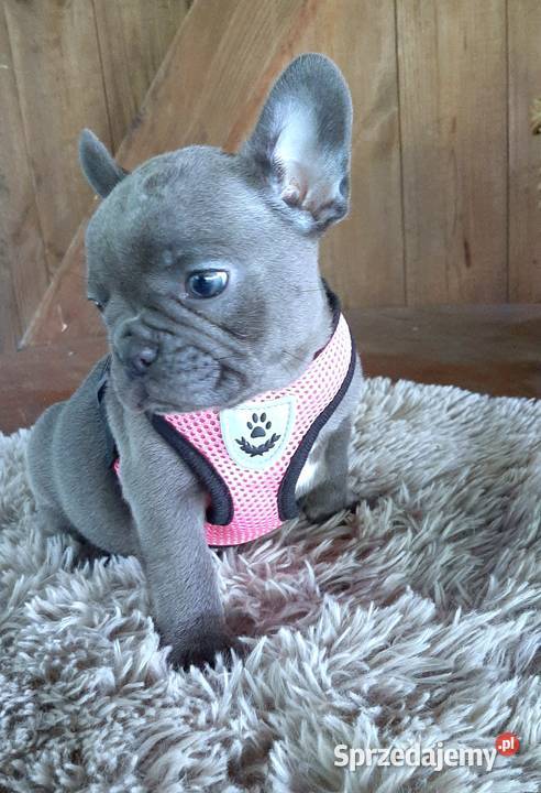 Buldog francuski suczka Pabianice