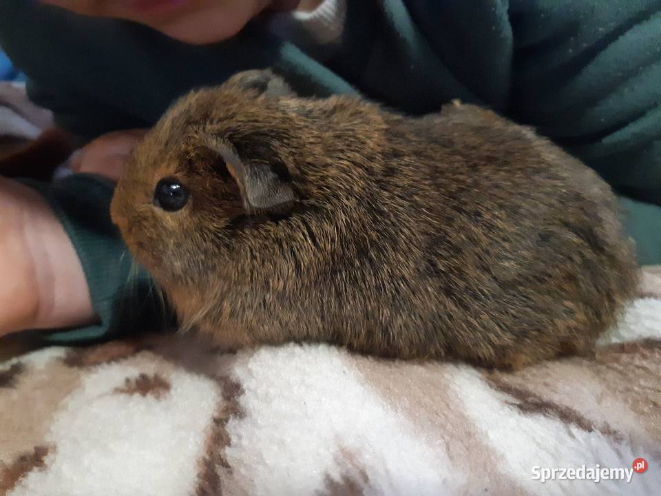 Świnka morska samiec