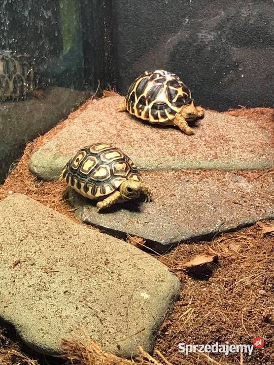 Stigmochelys pardalis zolw lamparci