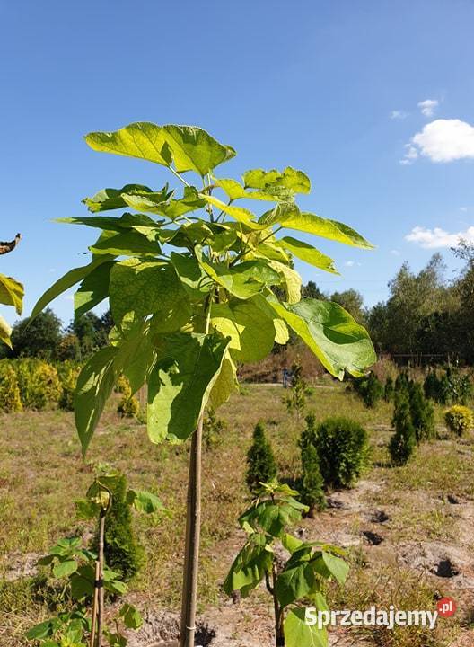 Świerk Glauca Globosa na pniu szczepiony srebrny Pabianice sprzedam