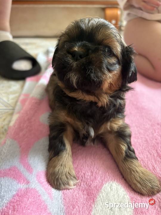 Suczka shih tzu Lekowo sprzedam