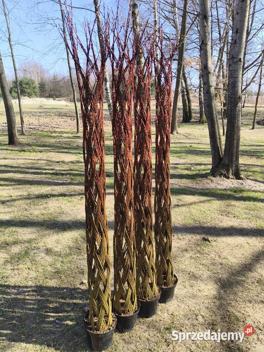 Wierzba pleciona drzewko wiklinowe podkarpackie Rzeszów