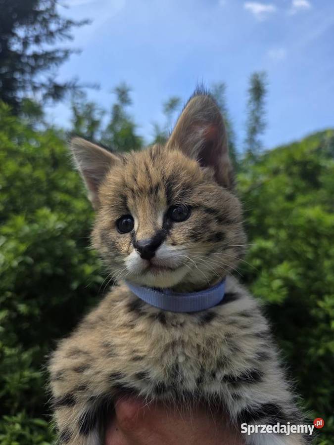 Serwal sawannowy serval afrykański ręcznie Kraków