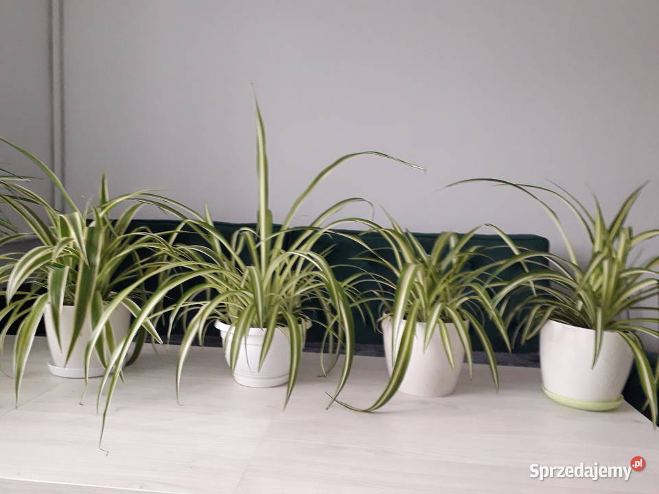 Zielistka kwiat domowy