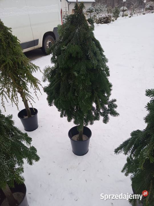 Choinka stroik na pniu Łódź