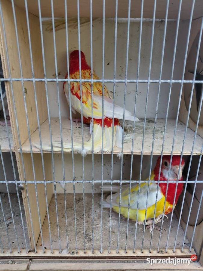 Rozelle białolice kujawsko-pomorskie Polichno