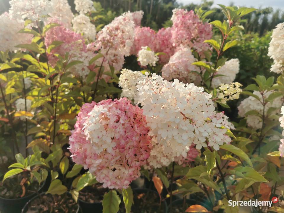 Hortensja bukietowa Chrzanowo-Bronisze