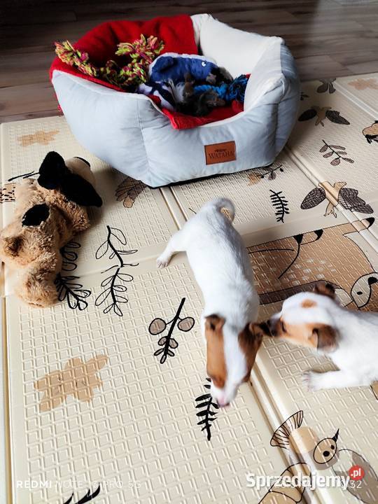 Jack Russell Terrier gładkowłose łódzkie