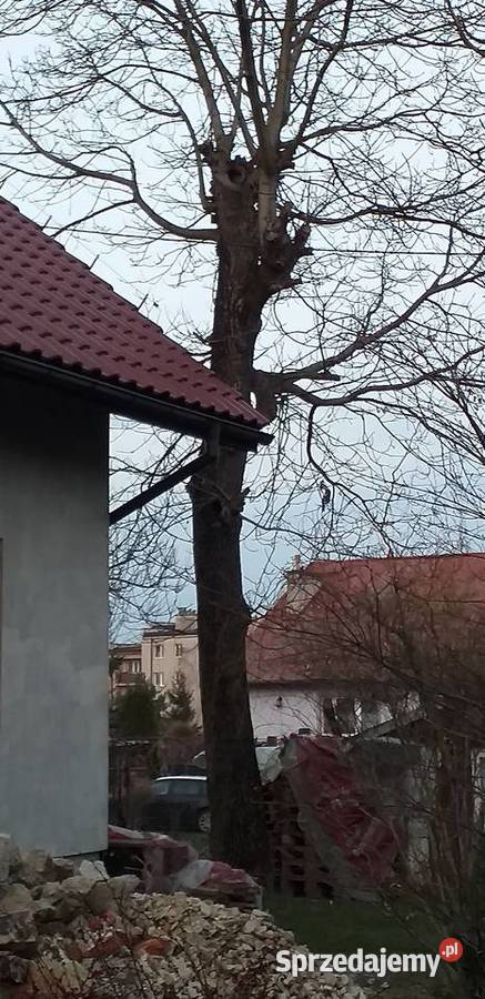 Orzech włoski drzewo drewno małopolskie