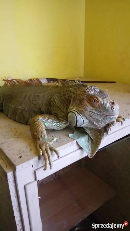 Oddam w ręce legwana zielonego Szydłowiec sprzedam