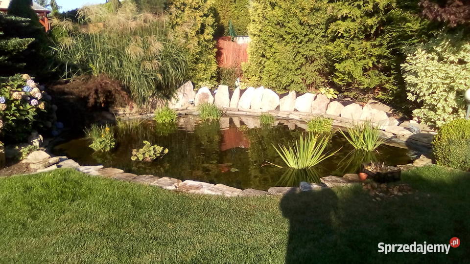 oczka wodne budowa ich naprawy rosliny lilie wielkopolskie Poznań