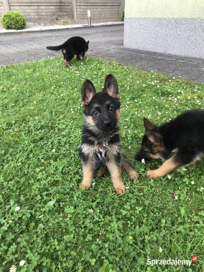 Owczarek Niemiecki FCI śląskie Częstochowa