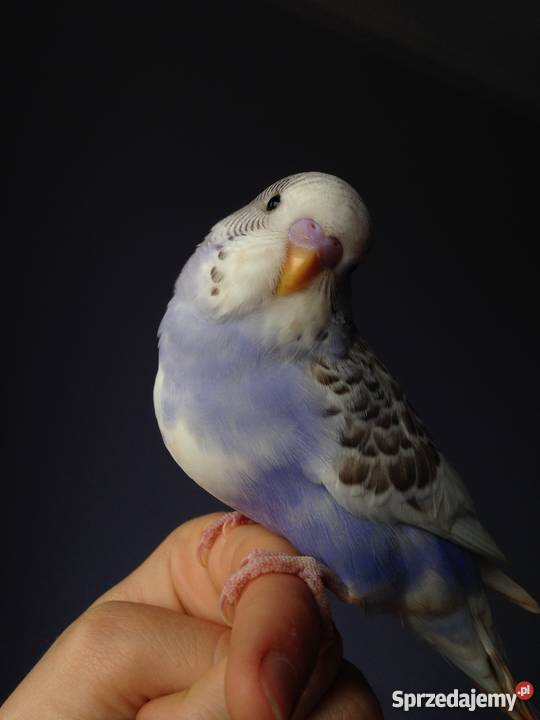 RĘCZNIE KARMIONE PAPUGI FALISTE Góra