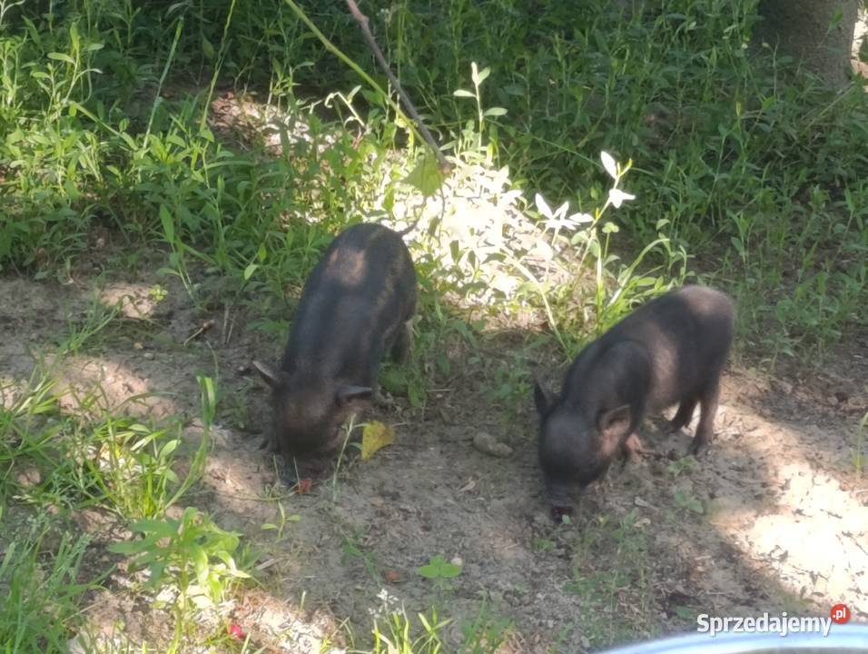Swinki wietnamki mangalica Pozostałe Pszczyna