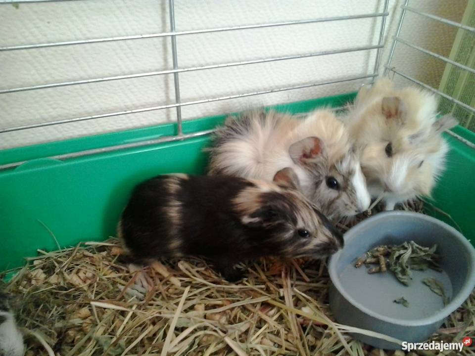 świnki morskie Bydgoszcz