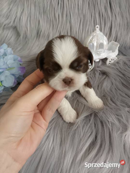 Śliczny biało czekoladowy piesek rasy ShihTzu Kępno