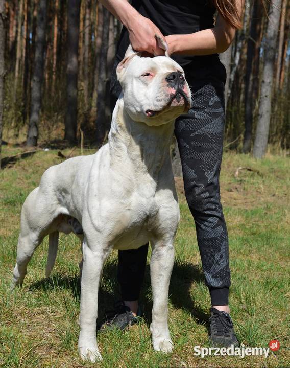 Dogo Argentino Dog Argentyński szczeniaki FCI Ozorków