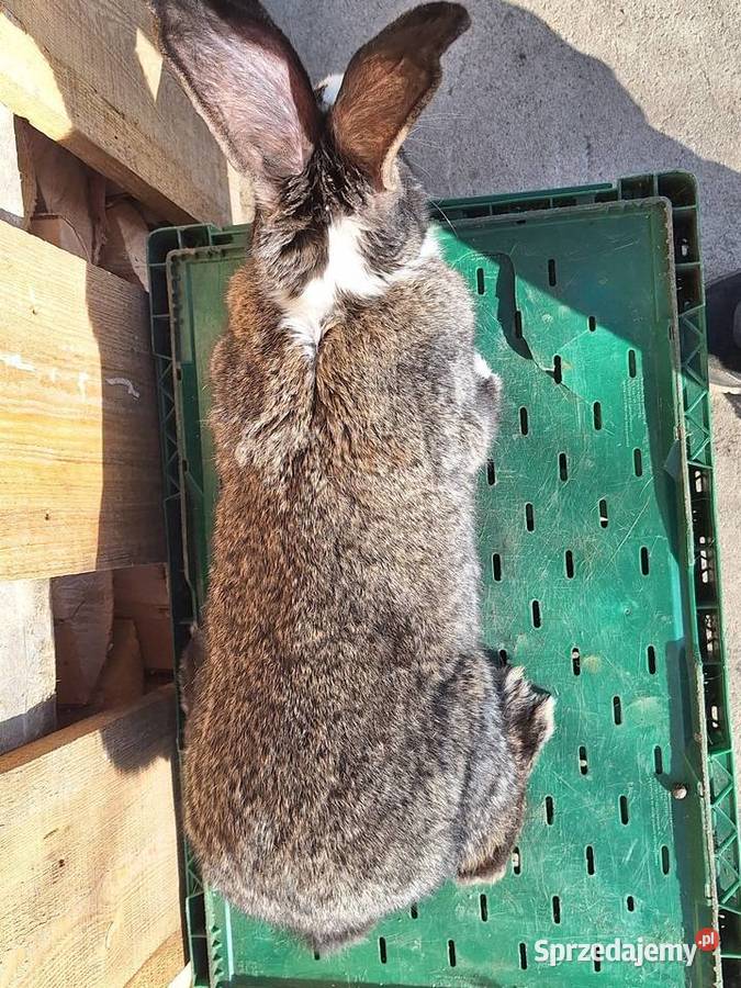 Sprzedam samice mazowieckie Skłoby sprzedam