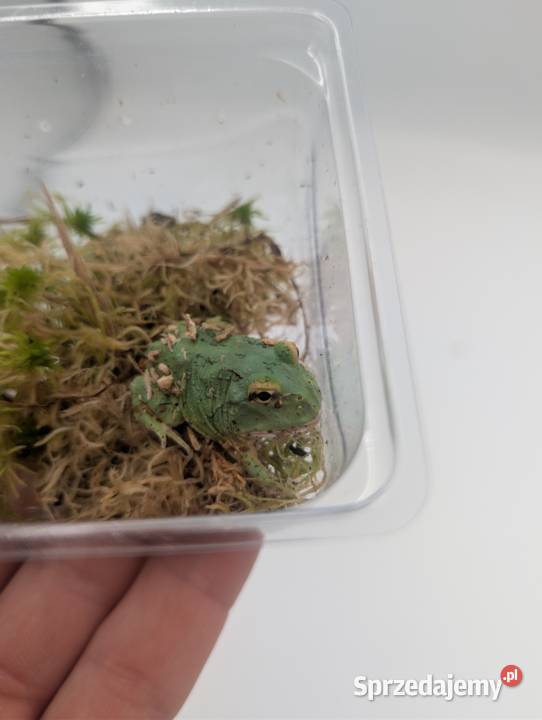 Żaba rogata samurai blue Gady i płazy Olsztyn