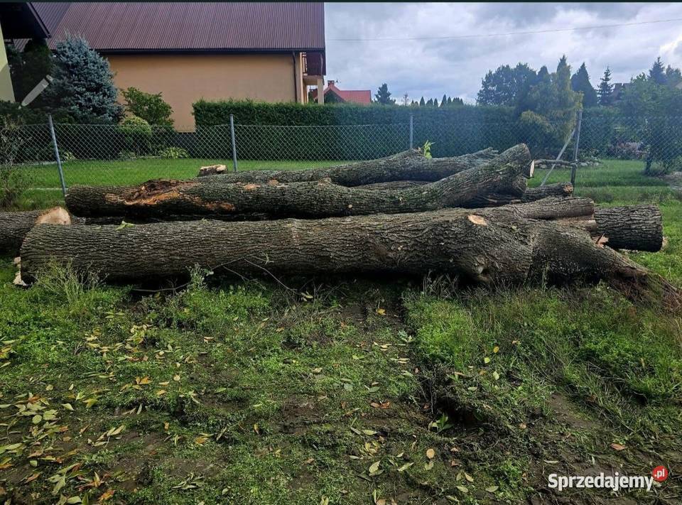 Jesion tartaczny lubelskie Biłgoraj