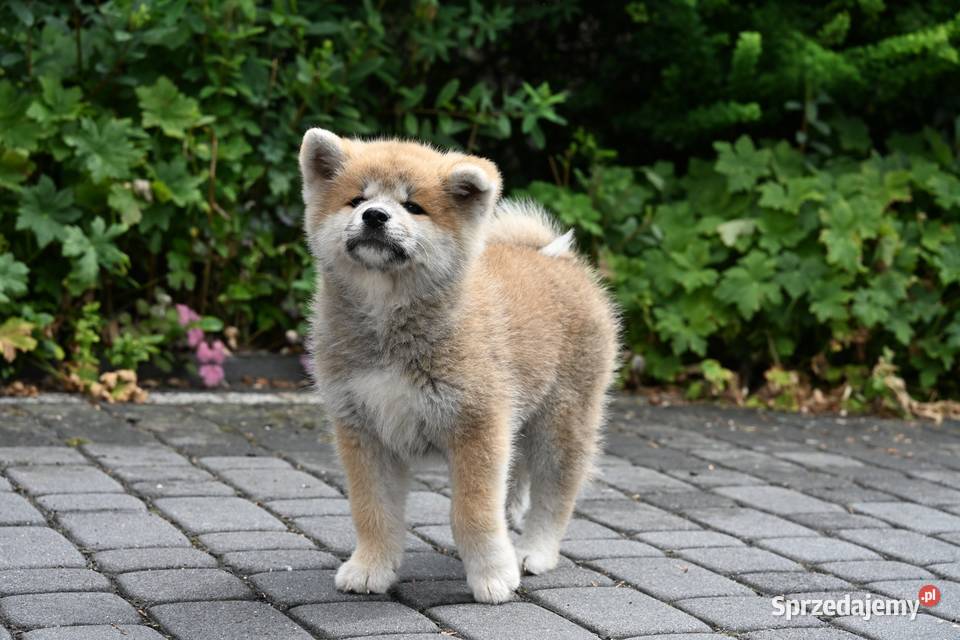 Akita inu akita japońska suczka FCI gotowa do Akita Częstochowa