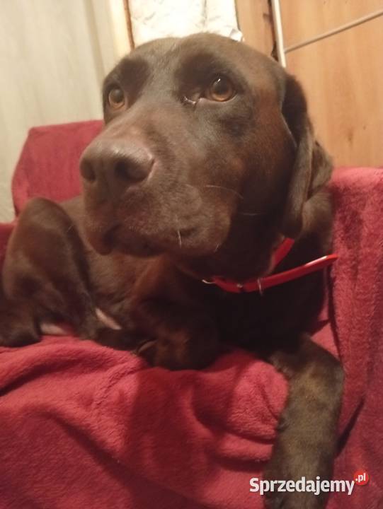 Labrador retriever czekoladowe szczenię świętokrzyskie Kielce sprzedam