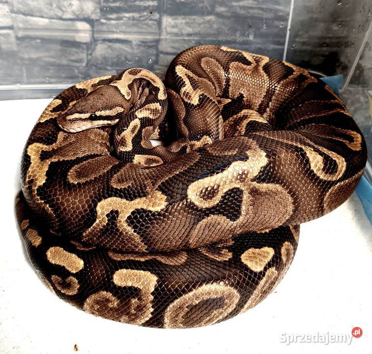 Pyton Królewski Python Regius GHI samica śląskie Zabrze