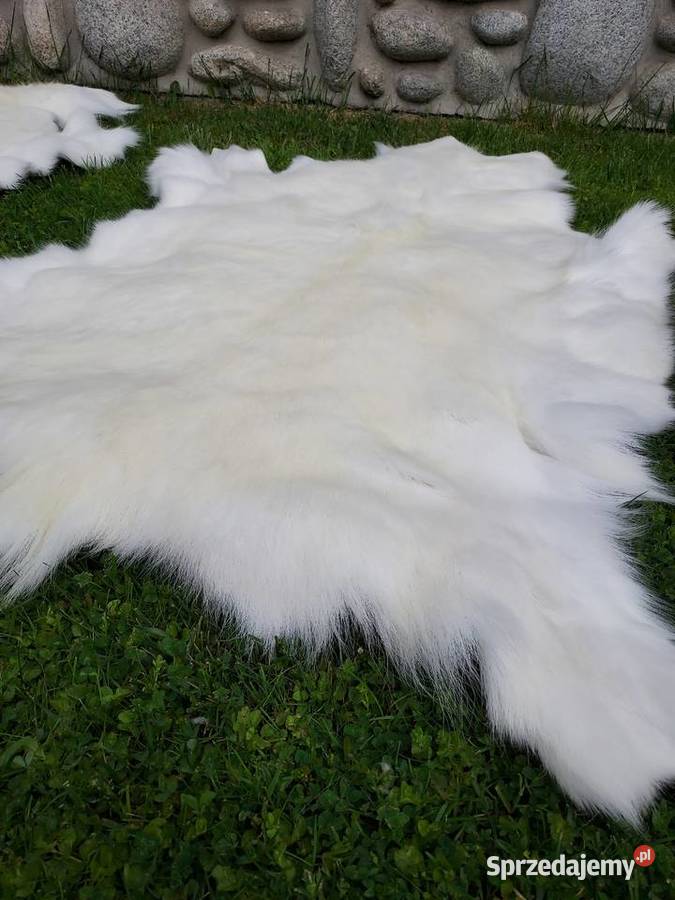 Skóra z Białego Renifera ALBINOSA UNIKAT Szaflary