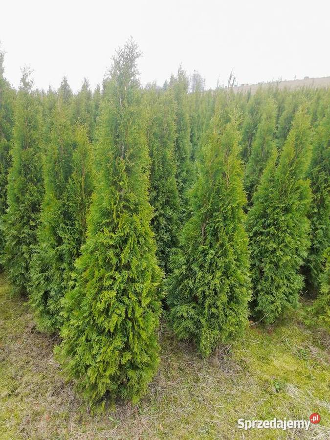 Tuja szmaragd szmaragdowa tuje na żywopłot Legionowo