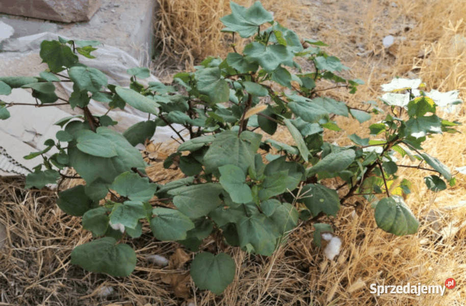 BAWEŁNA INDYJSKA Gossypium herbaceum NASIONA