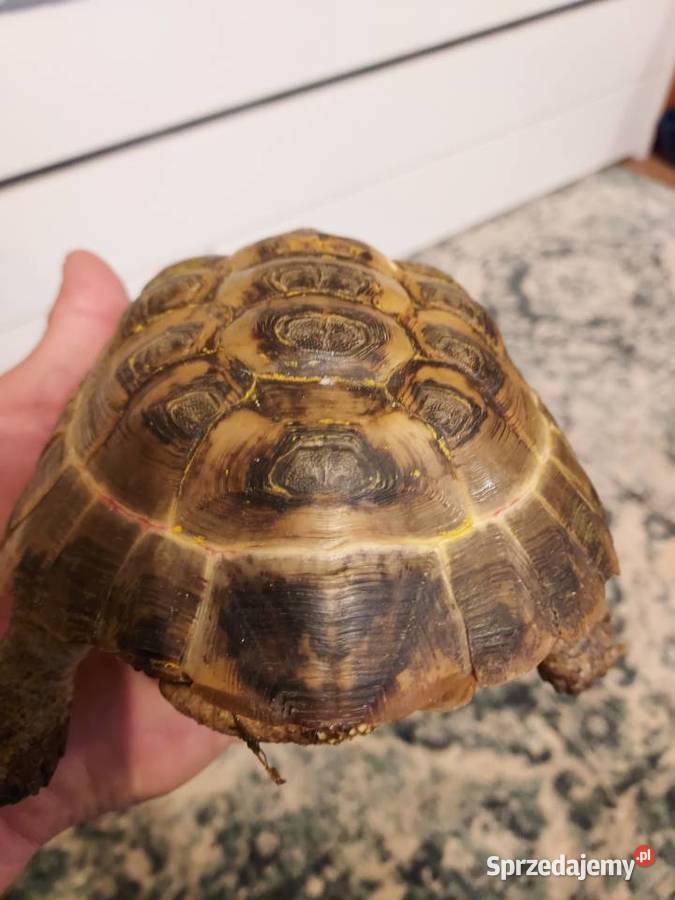 Basen plus zolw Warszawa