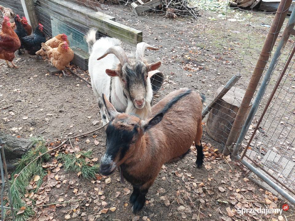 Koziołek miniaturka Mogielnica