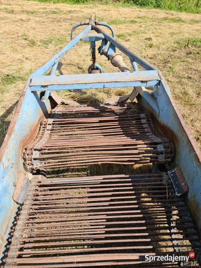 Kopaczka dwurzedowa Krzewie Wielkie