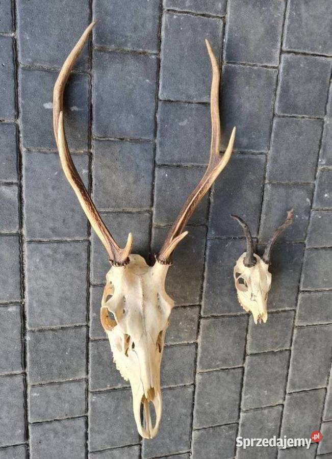 Poroże Poroża Jelenia 2 sztuki Okazja wielkopolskie Ostrów Wielkopolski