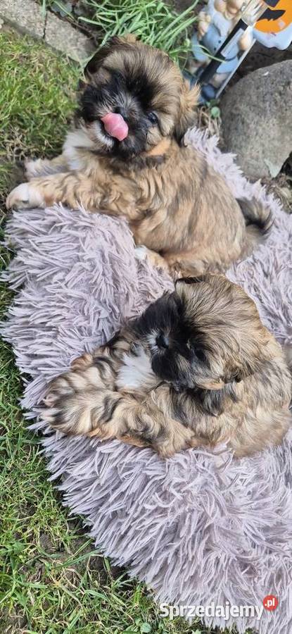 Shis tzu szukaja domku podkarpackie Pilzno