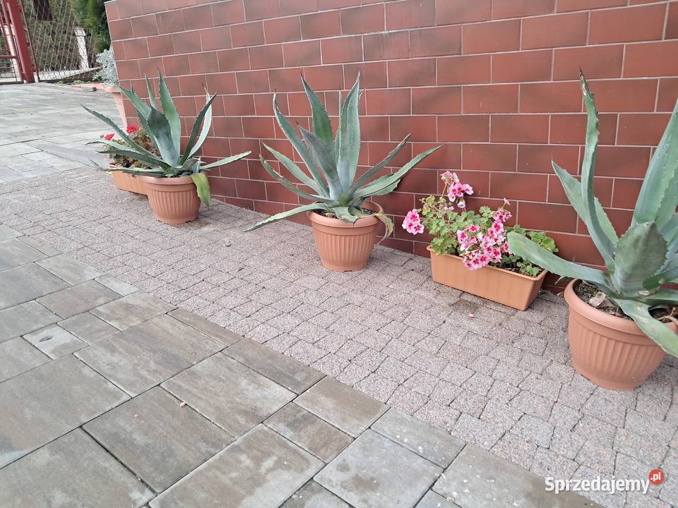 Agawa Liściaste Bolestraszyce