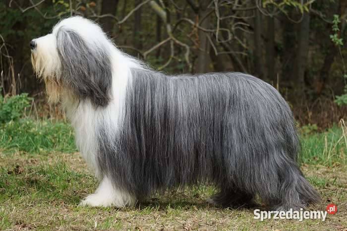 BEARDED COLLIE FCI do rezerwacji Miot w marca Przygodzice sprzedam