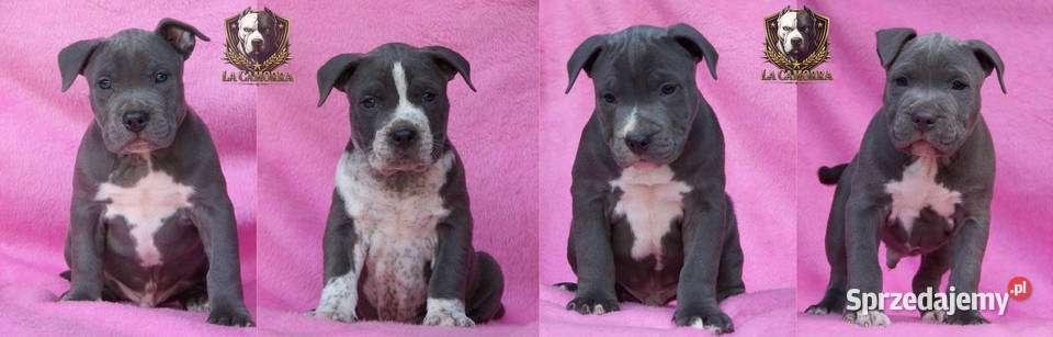 American Staffordshire Terrier Blue samiec Amstaff Paczków sprzedam
