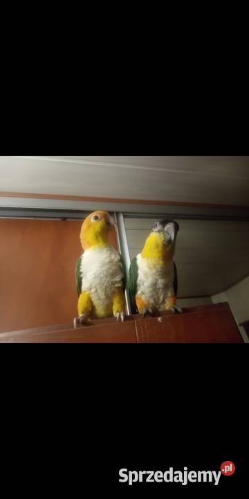 Barwinki para ręcznie karmione Józefin sprzedam