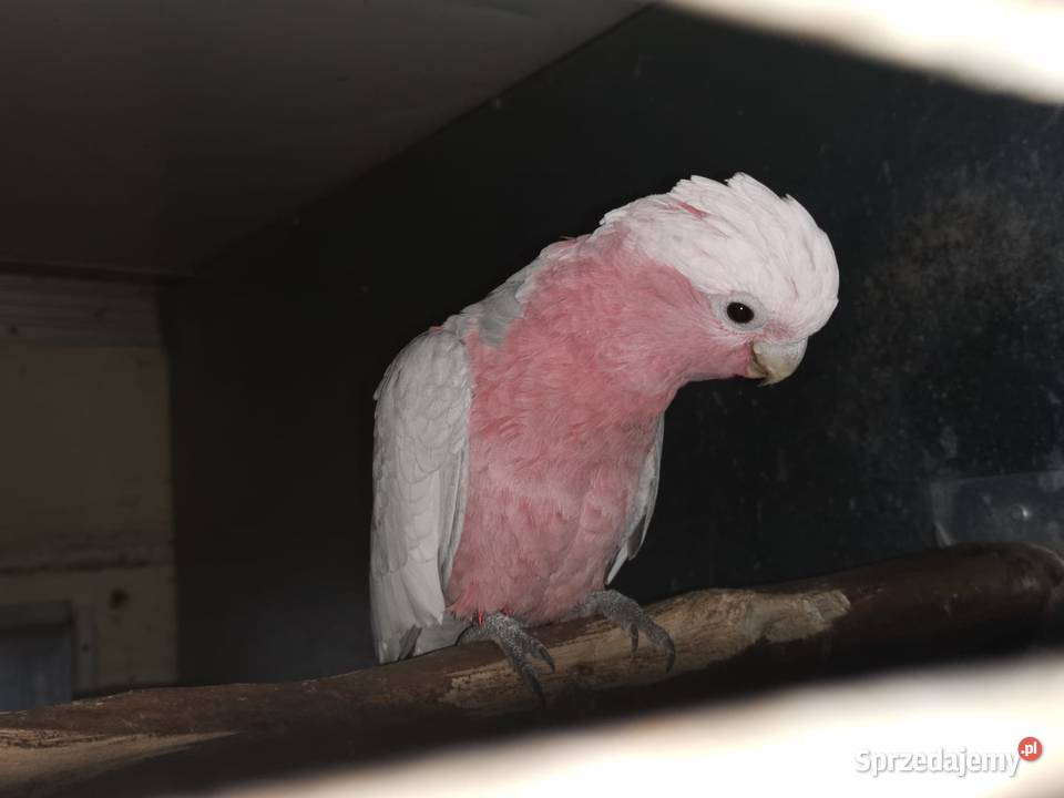 Kakadu Różowe Lutino Para 2024r Samiec i Samica Buk