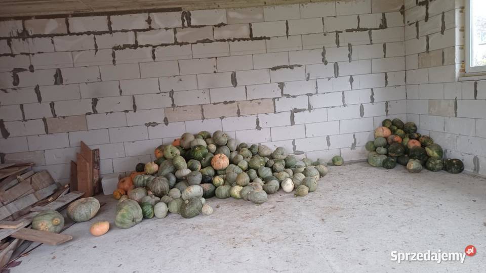 Dynia Ekologiczna 500 Kołaczyce