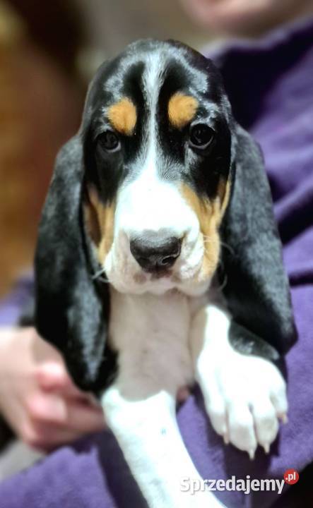 Gończy Berneński w Polsce Żyrardów