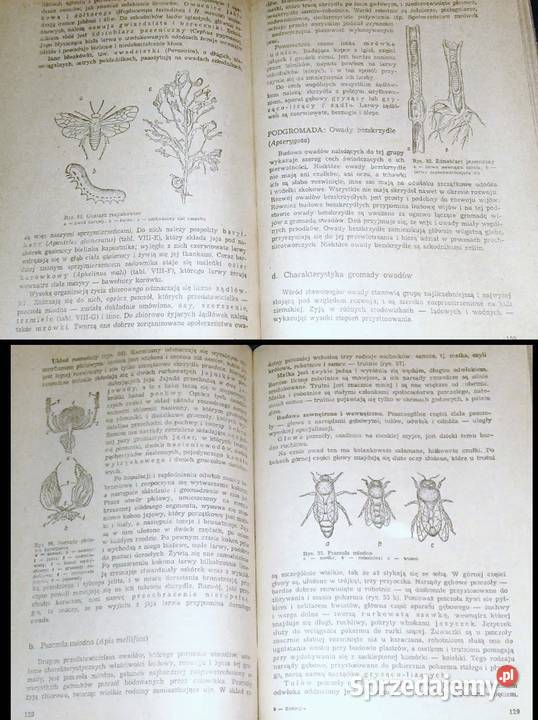 Zoologia J Dąbski Z Kozikowska J Wengris Chełm