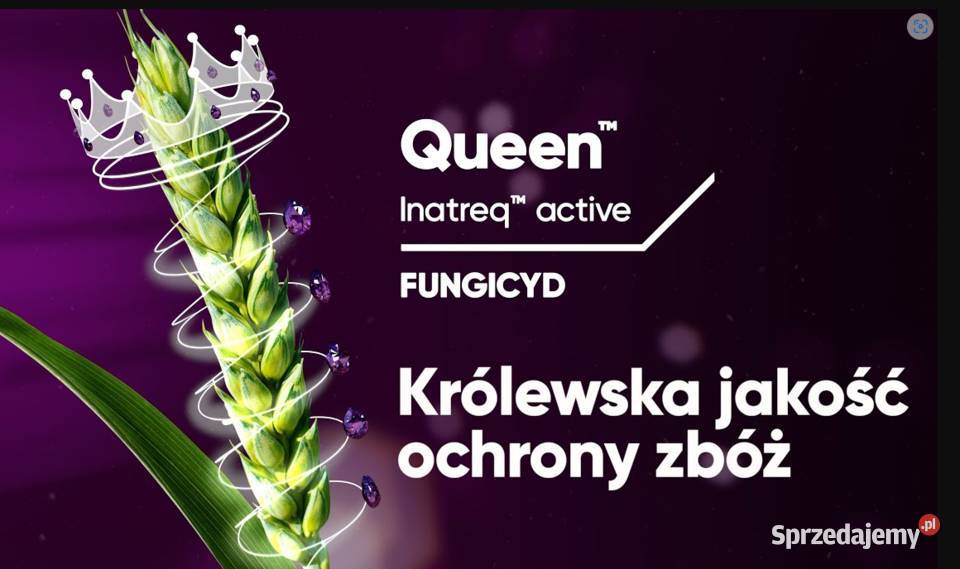 QUEEN Fungicyd na T2 w pszenicy pszenżycie i Gniezno