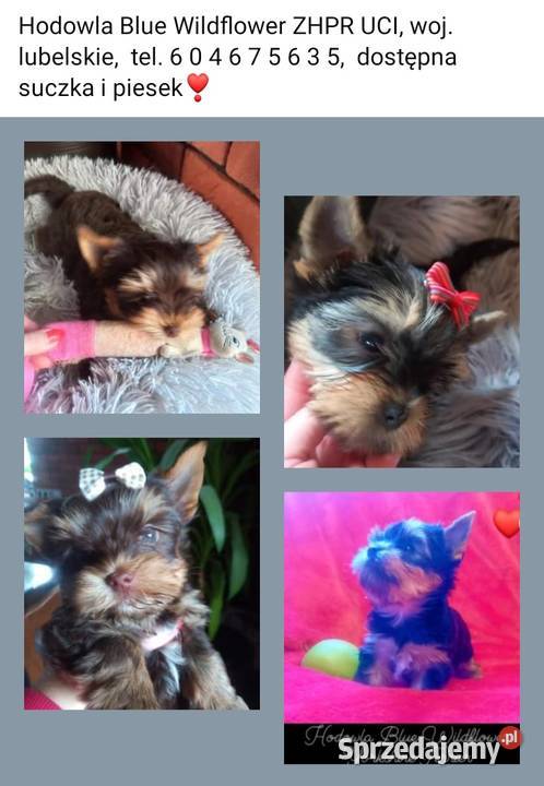 Prześliczny piesek chocolate Yorkshire Terrier z Lublin