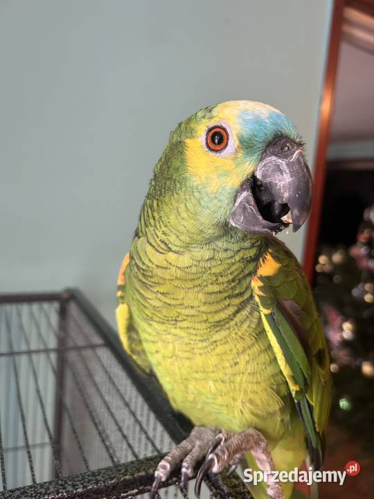 Amazonka niebiheskoczelna Grabowo Kościerskie sprzedam